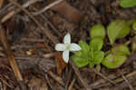 Innocence <BR>Roundleaf bluet